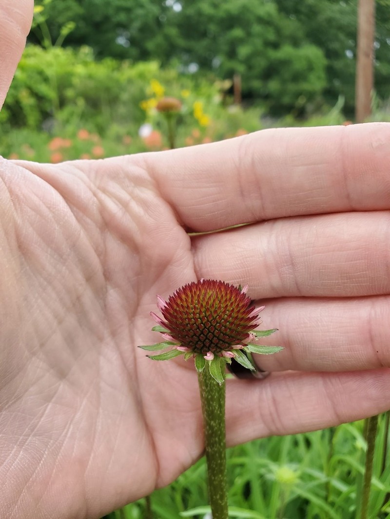 Topeka Purple Coneflower photo 6