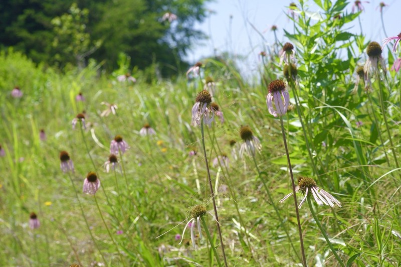 Topeka Purple Coneflower photo 7