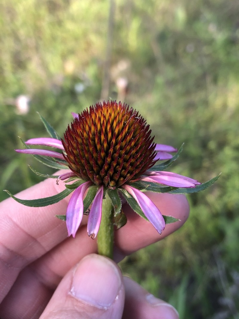 Topeka Purple Coneflower photo 8