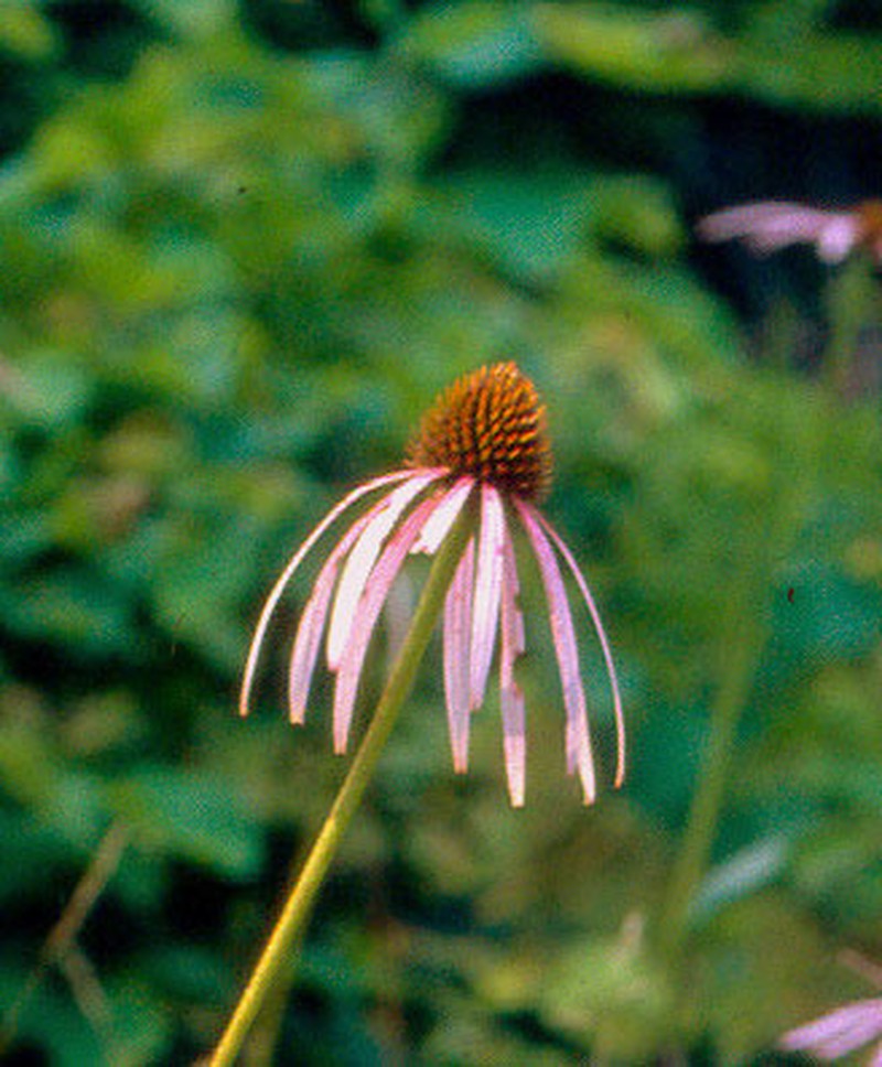 Smooth Purple Coneflower