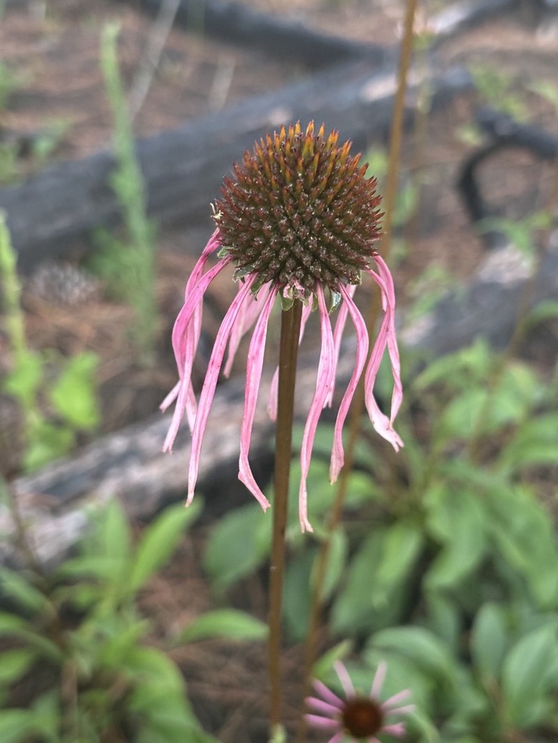 Smooth Purple Coneflower