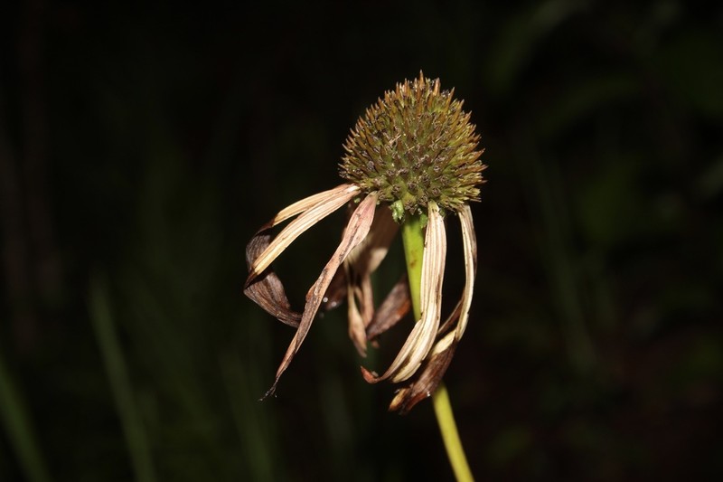 Smooth Purple Coneflower photo 2