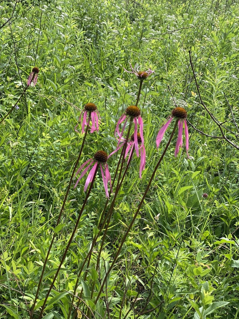 Smooth Purple Coneflower photo 3