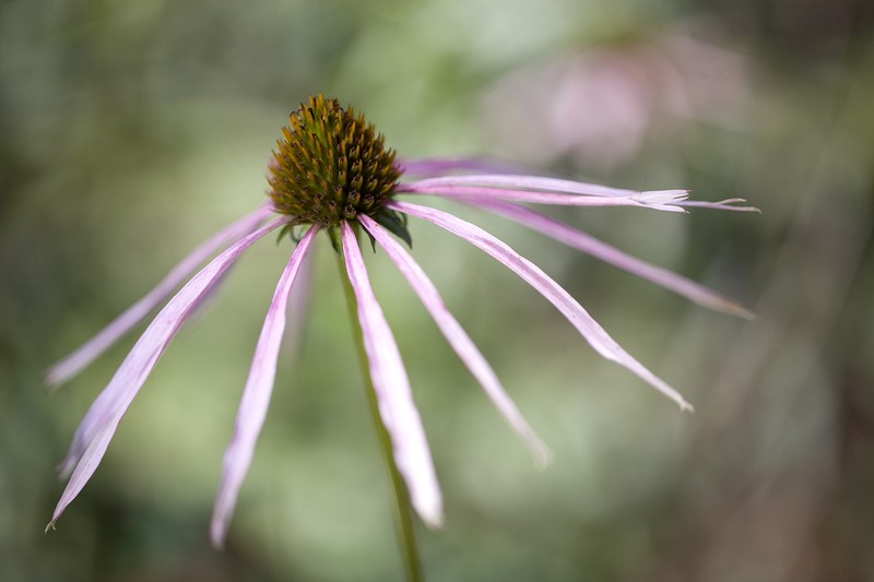 Smooth Purple Coneflower photo 5