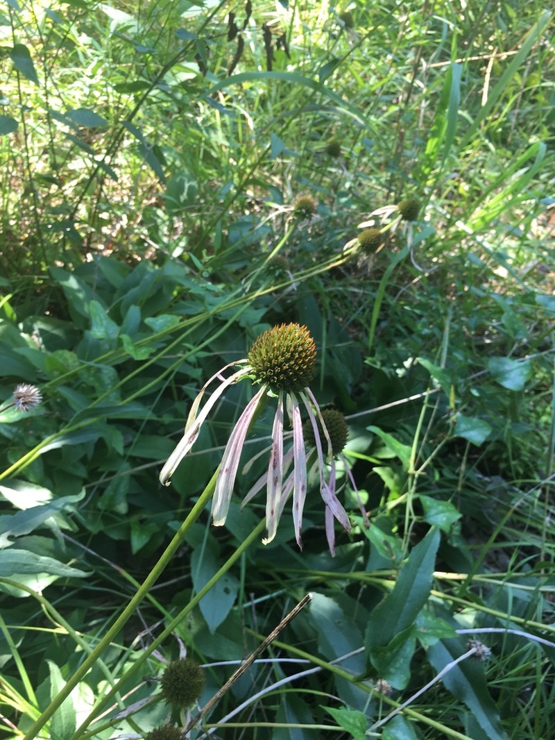 Smooth Purple Coneflower photo 6