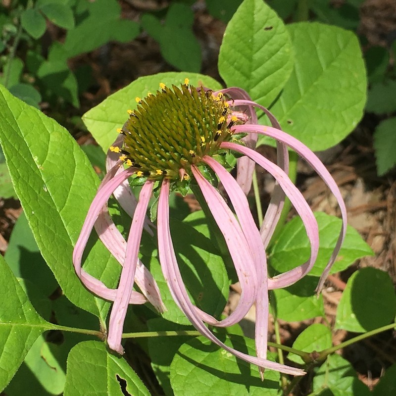 Smooth Purple Coneflower photo 7