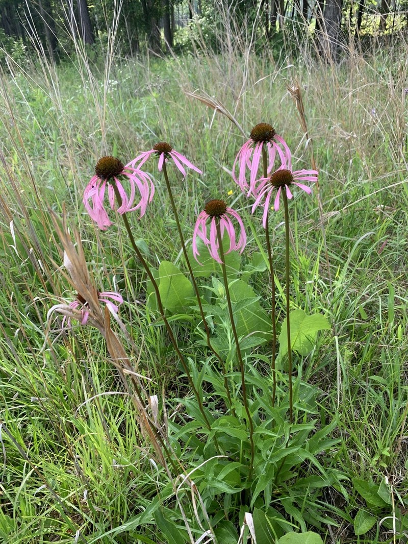 Smooth Purple Coneflower photo 8