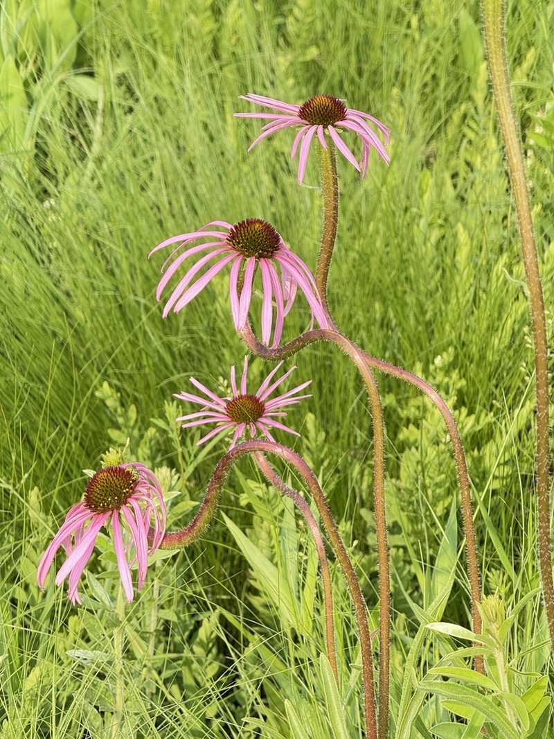Pale Purple Coneflower photo 2