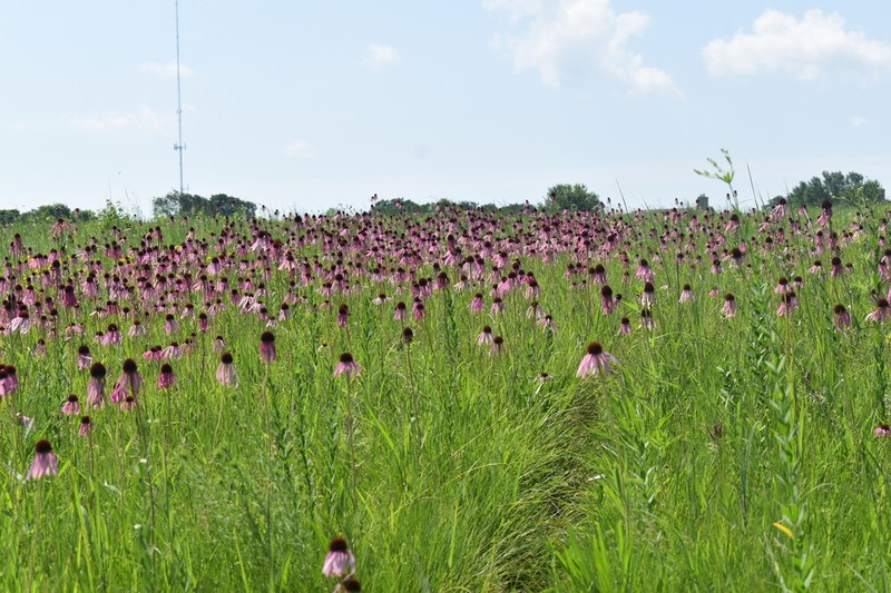 Pale Purple Coneflower photo 3