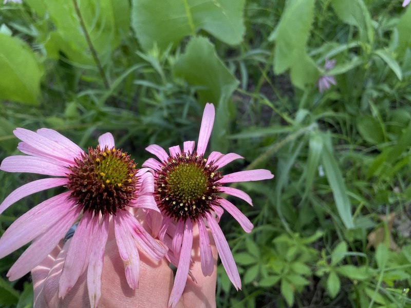 Pale Purple Coneflower photo 4