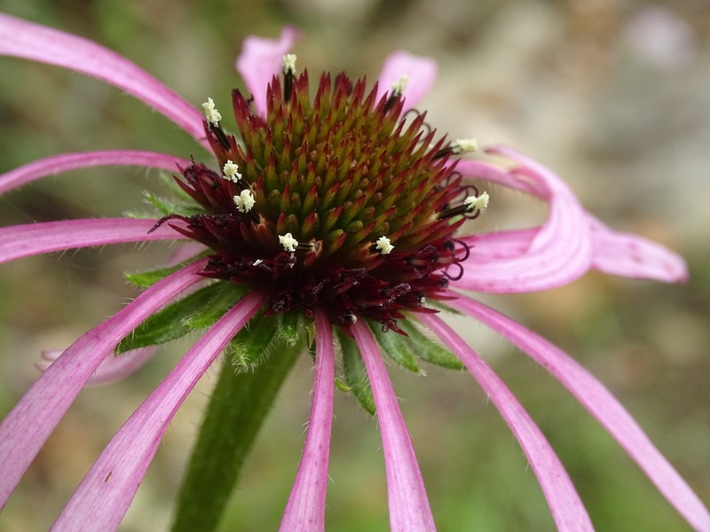 Pale Purple Coneflower photo 5