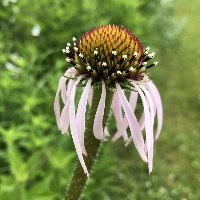 Pale Purple Coneflower photo 6
