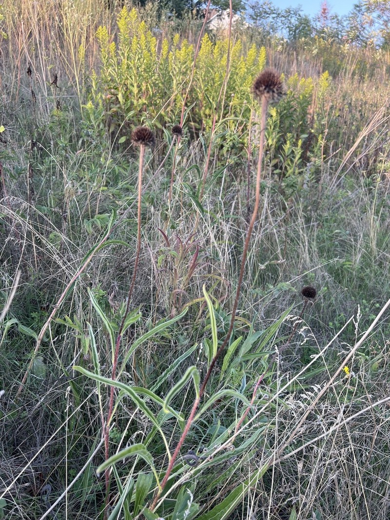 Pale Purple Coneflower photo 7