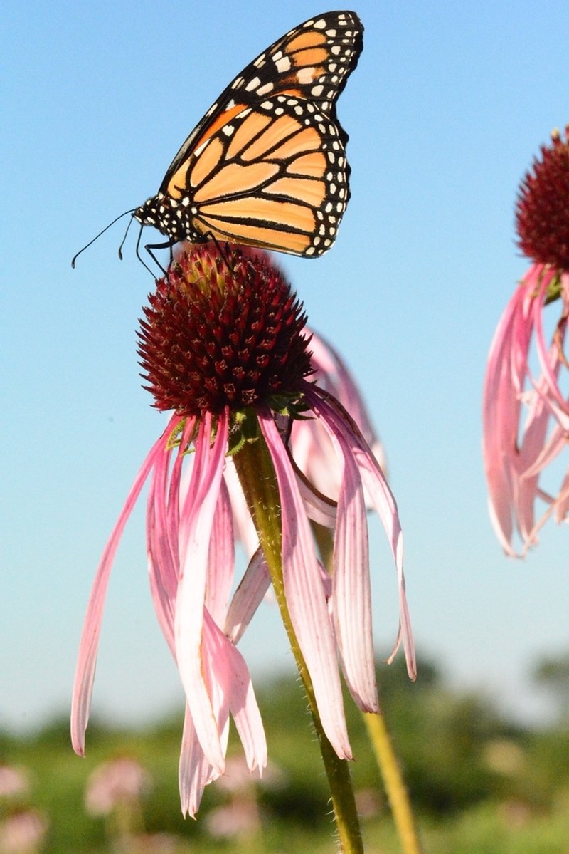 Pale Purple Coneflower photo 8