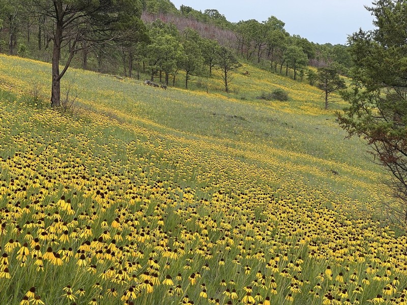 Bush's Purple Coneflower