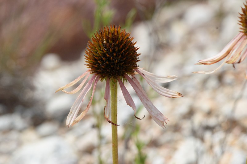 Bush's Purple Coneflower photo 2