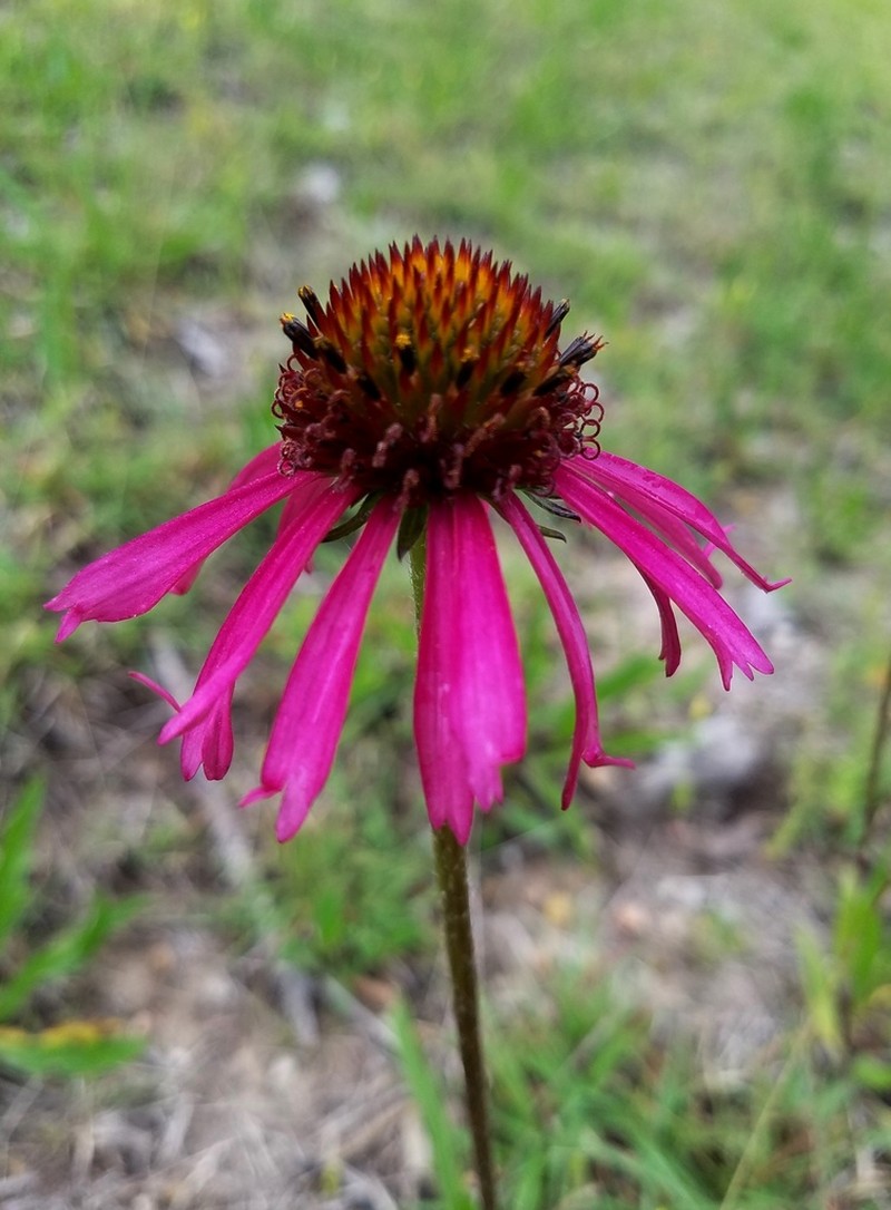 Bush's Purple Coneflower photo 3