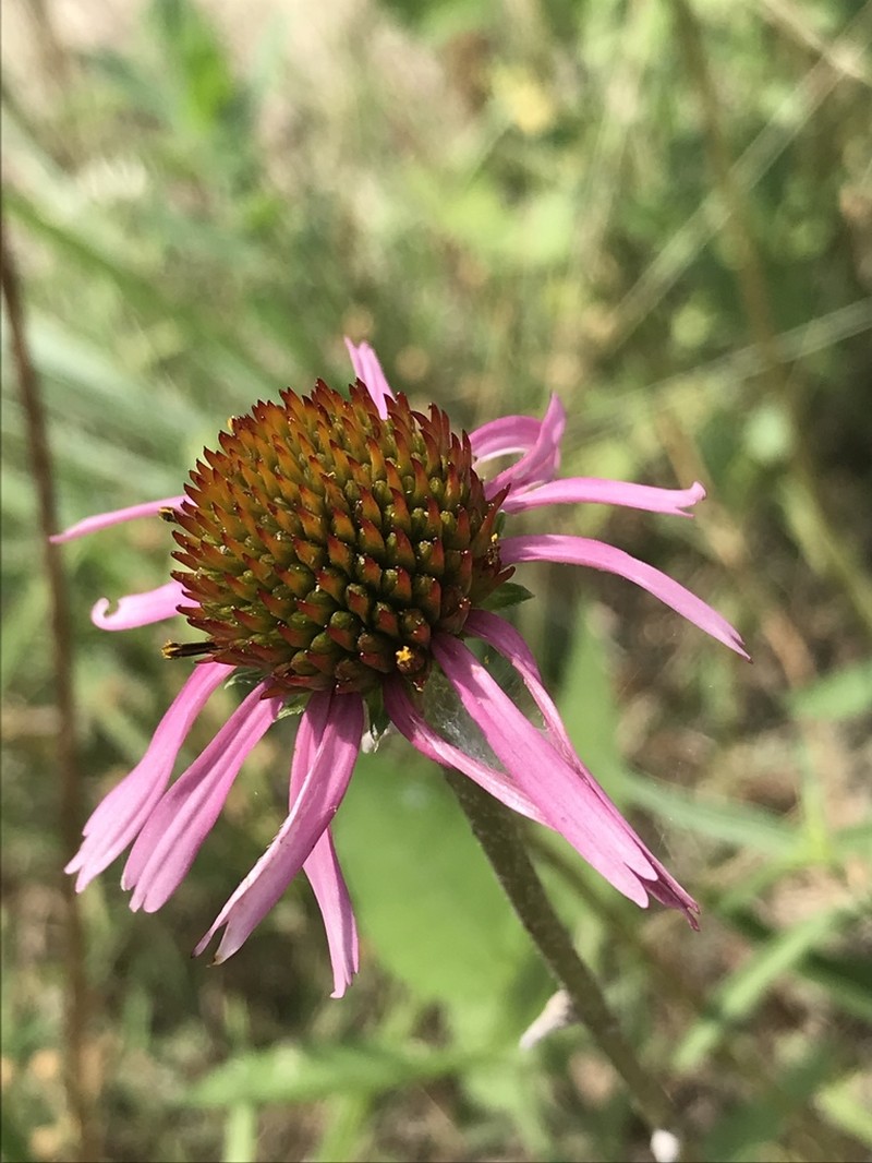 Bush's Purple Coneflower photo 4