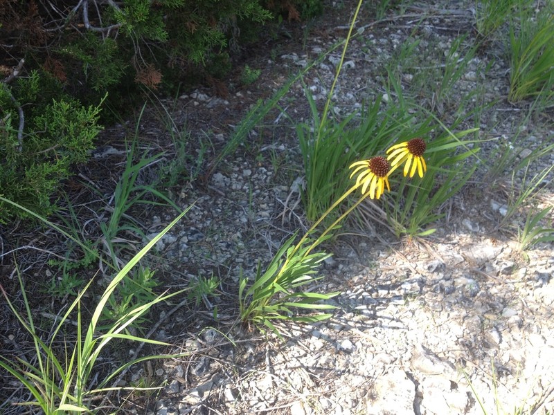 Bush's Purple Coneflower photo 5