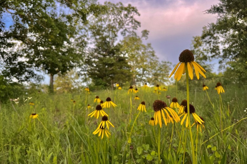 Bush's Purple Coneflower photo 6