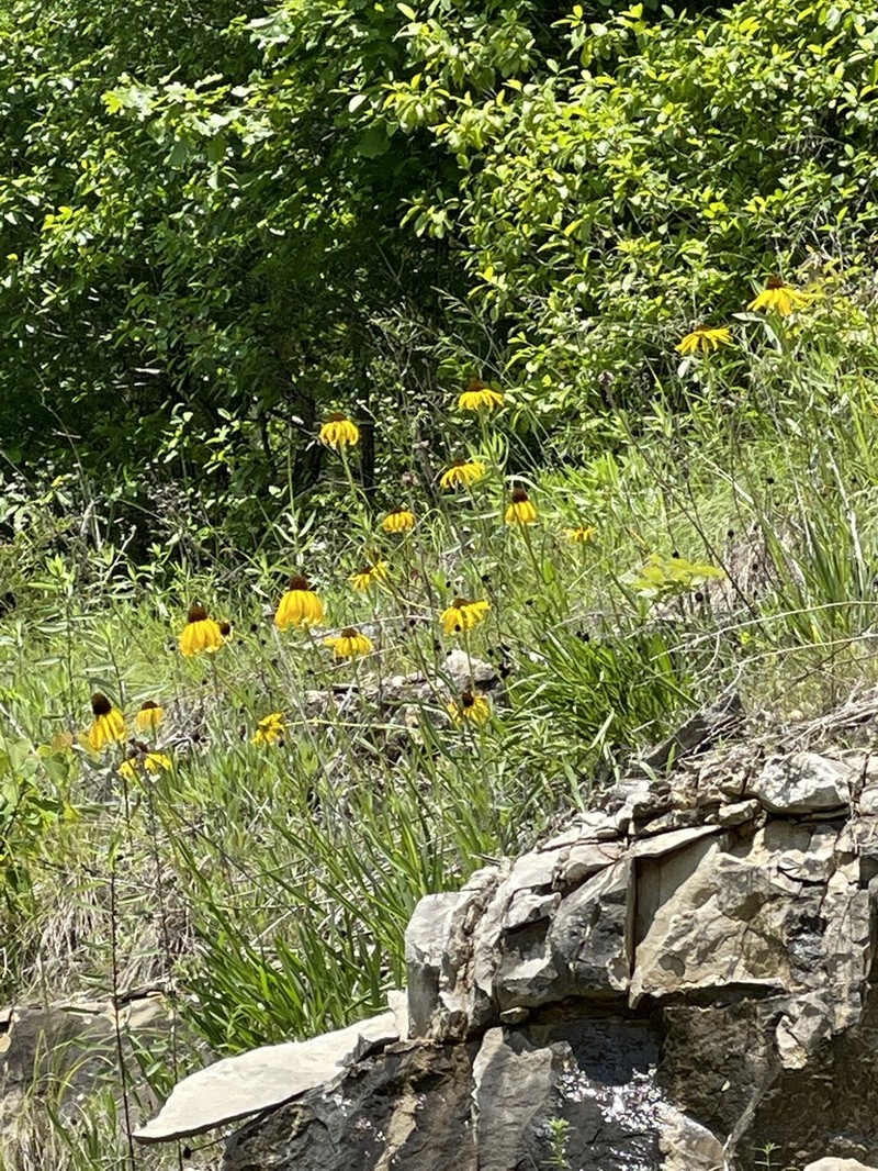Bush's Purple Coneflower photo 7