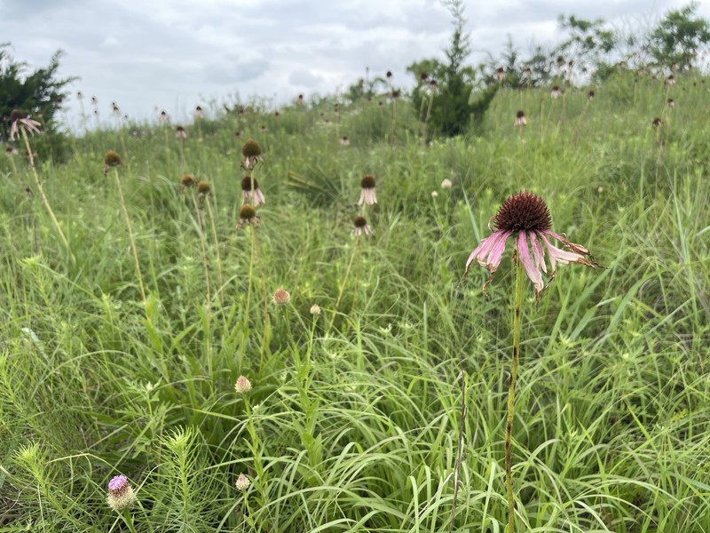Echinacea paradoxa var. neglecta