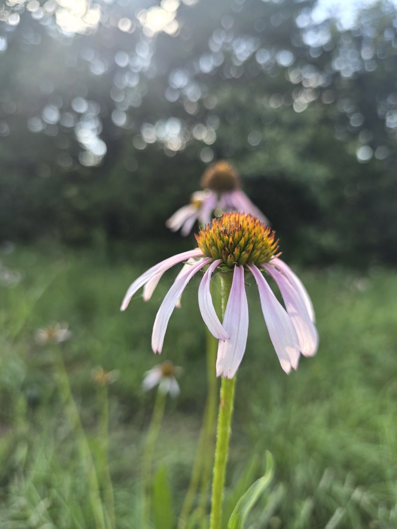 Echinacea paradoxa var. neglecta photo 2