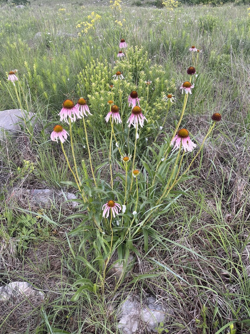 Echinacea paradoxa var. neglecta photo 4