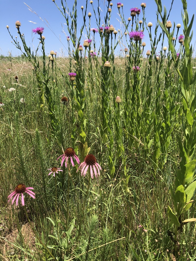 Echinacea paradoxa var. neglecta photo 7