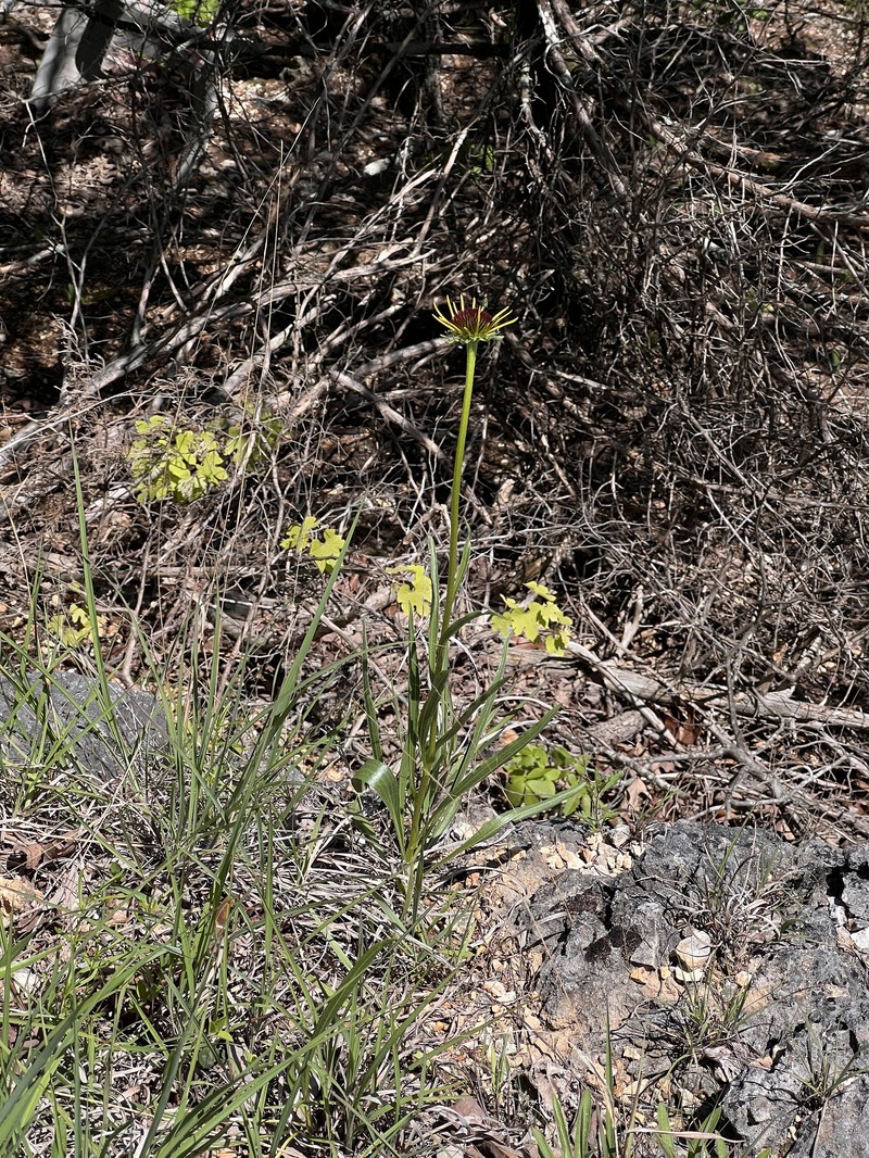 Echinacea paradoxa var. paradoxa