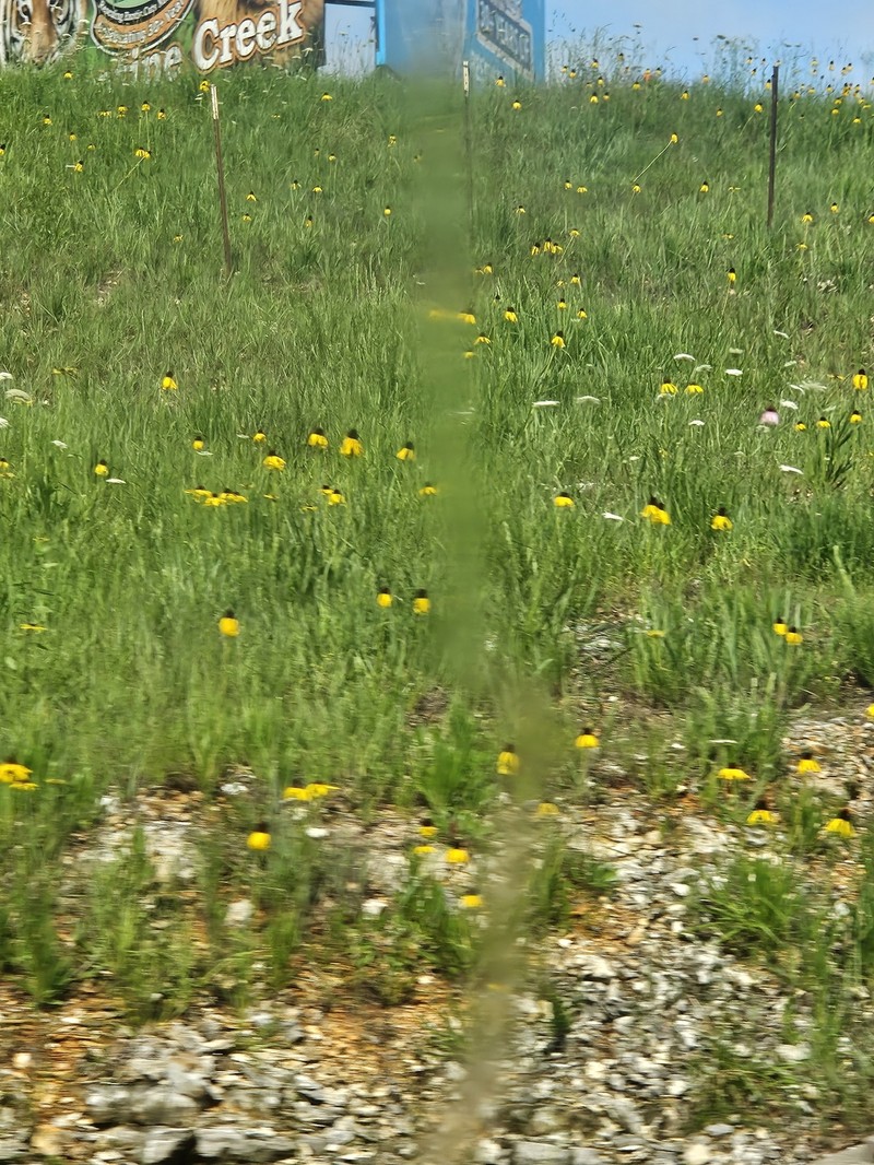 Echinacea paradoxa var. paradoxa photo 2