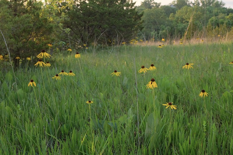 Echinacea paradoxa var. paradoxa photo 3