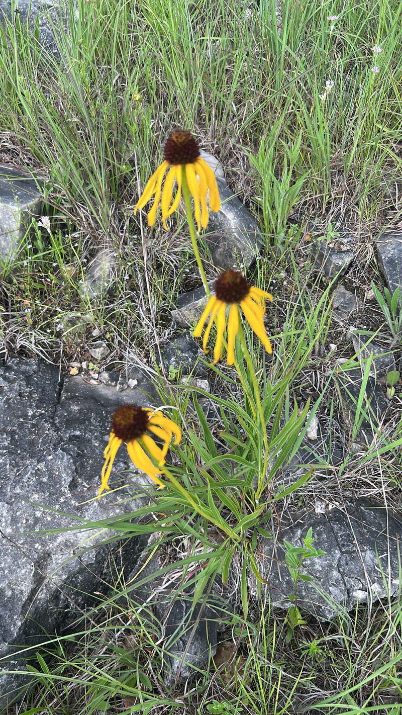 Echinacea paradoxa var. paradoxa photo 4
