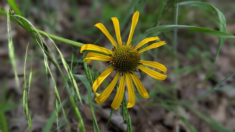 Echinacea paradoxa var. paradoxa photo 5