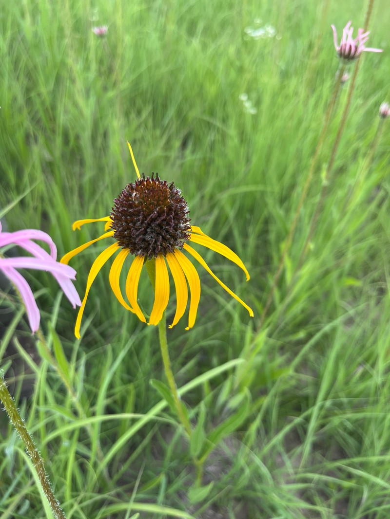 Echinacea paradoxa var. paradoxa photo 6