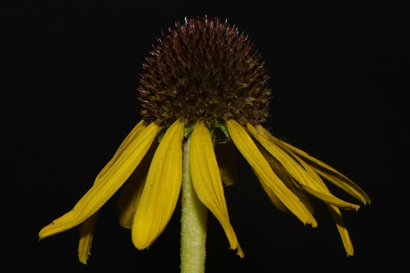 Echinacea paradoxa var. paradoxa photo 7