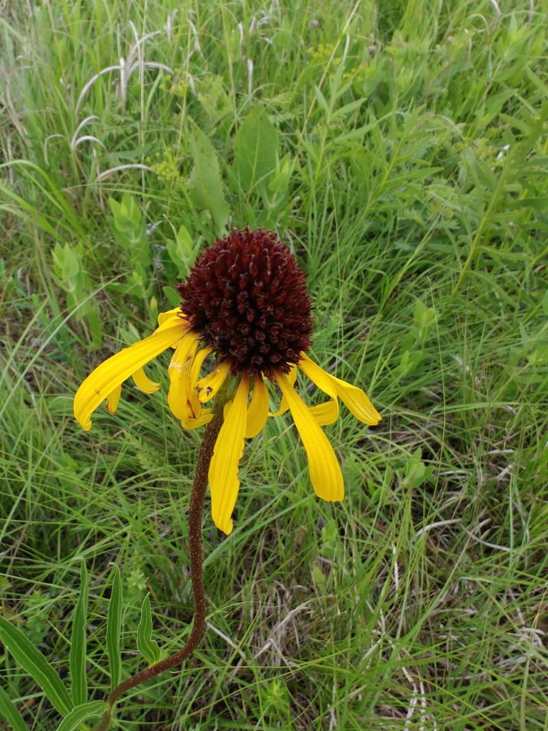 Echinacea paradoxa var. paradoxa photo 8