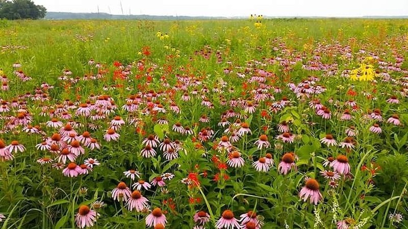 Eastern Purple Coneflower