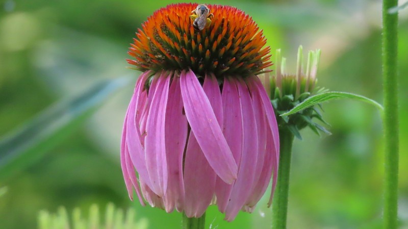 Eastern Purple Coneflower photo 2
