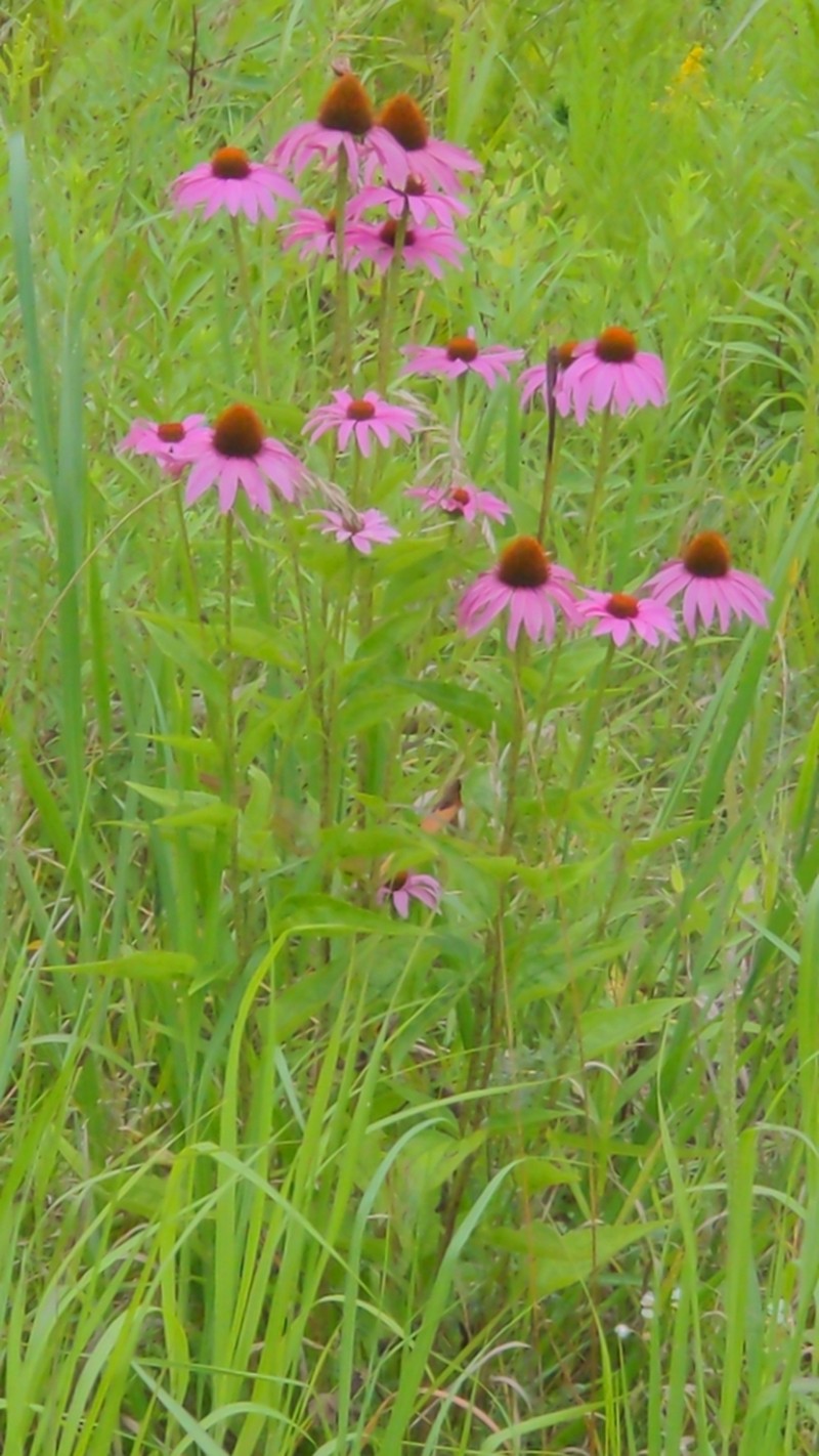 Eastern Purple Coneflower photo 3