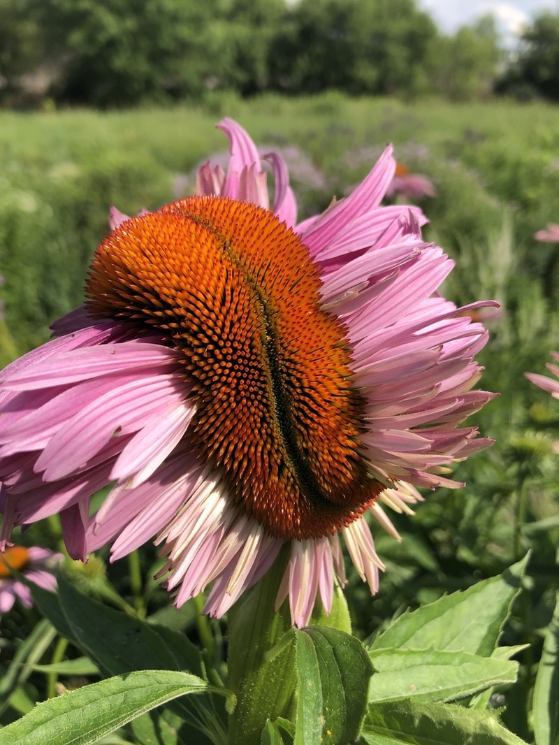 Eastern Purple Coneflower photo 4