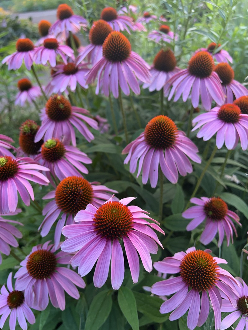 Eastern Purple Coneflower photo 5