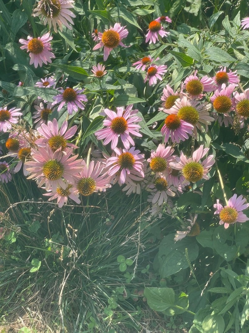 Eastern Purple Coneflower photo 6