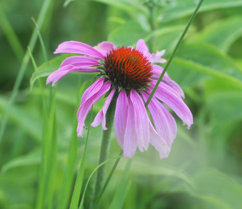 Eastern Purple Coneflower photo 7