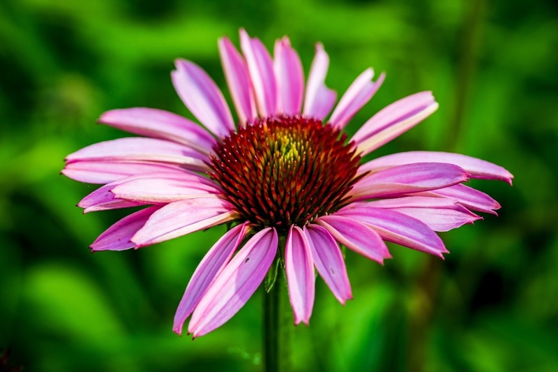 Eastern Purple Coneflower photo 8