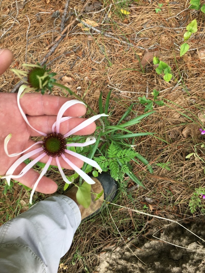 Sanguine Purple Coneflower