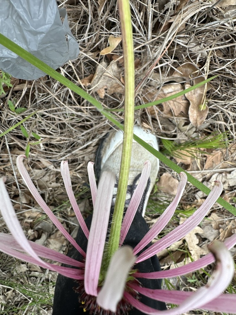 Sanguine Purple Coneflower photo 2
