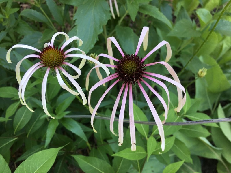 Sanguine Purple Coneflower photo 3
