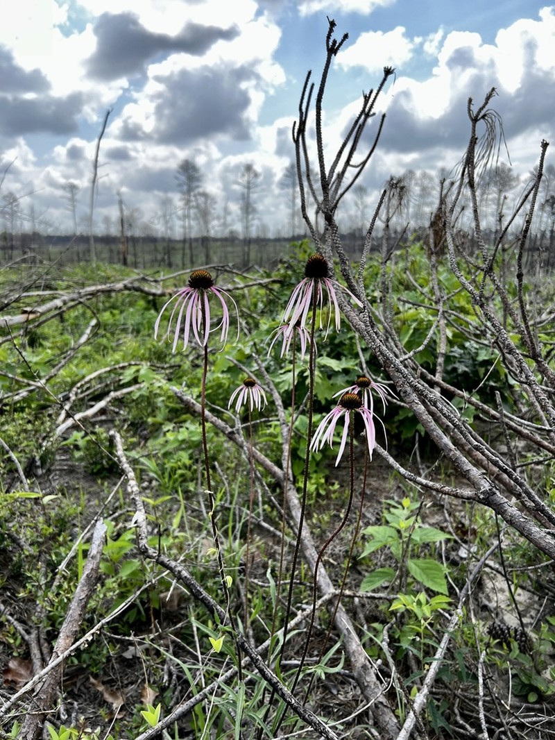 Sanguine Purple Coneflower photo 4
