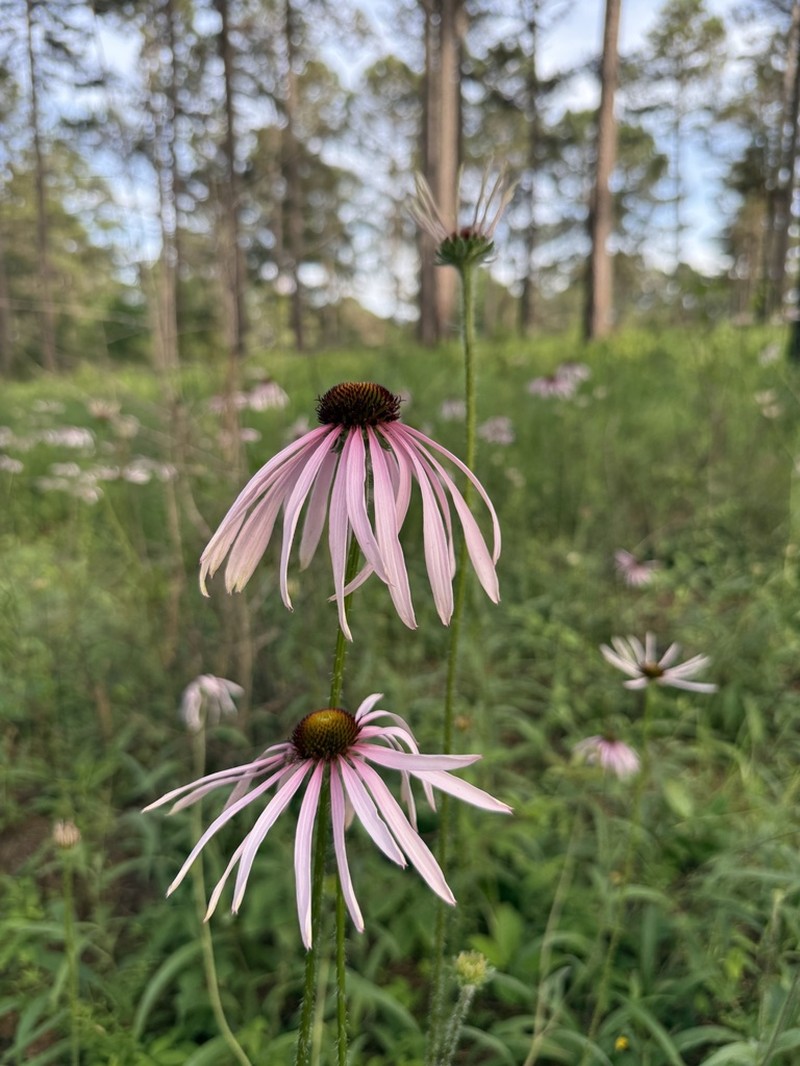 Sanguine Purple Coneflower photo 5